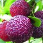 5 PCS Seeds Dark Red Waxberry Shrub