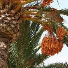 20 PCS Seeds Date Palm Phoenix Dactylifera Tree