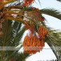 20 PCS Seeds Date Palm Phoenix Dactylifera Tree