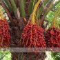 20 PCS Seeds Date Palm Phoenix Dactylifera Tree