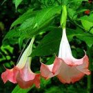 30 PCS Seeds Datura Plants Herbs Flower Seeds Mixed