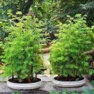 50 PCS Seeds Dawn Redwood Bonsai Tree Grove Metasequoia