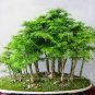 50 PCS Seeds Dawn Redwood Bonsai Tree Grove Metasequoia