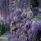 15 PCS Seeds Deep Purple & Rose Red Wisteria Bonsai Flowers 15 PCS Seeds Deep Purple & Rose Red Wisteria Bonsai Flowers