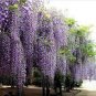 15 PCS Seeds Deep Purple & Rose Red Wisteria Bonsai Flowers