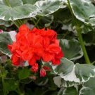 20 PCS Seeds Deep Red Geranium Bonsai Pretty Charming Flower