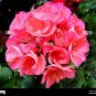 20 PCS Seeds Deep Red Geranium Bonsai Pretty Charming Flower