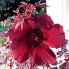 20 PCS Seeds Deep Red Hibiscus 20 PCS Seeds Deep Red Hibiscus