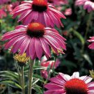 200 PCS Seeds Deep Rose Red Echinacea Perennial Coneflower 200 PCS Seeds Deep Rose Red Echinacea Perennial Coneflower