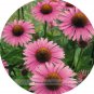 200 PCS Seeds Deep Rose Red Echinacea Perennial Coneflower