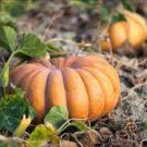 100 PCS Seeds DeeplyRibbed Pumpkin 100 PCS Seeds DeeplyRibbed Pumpkin