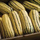 10 PCS Seeds Delicata Little Sweet Squash Organic 10 PCS Seeds Delicata Little Sweet Squash Organic