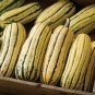 10 PCS Seeds Delicata Little Sweet Squash Organic