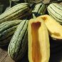 10 PCS Seeds Delicata Little Sweet Squash Organic