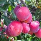 10 PCS Seeds Delicious Round Plums Fruit Tree Seeds Good Quality Mysterious Gift 10 PCS Seeds Delicious Round Plums Fruit Tree Seeds Good Quality Mysterious Gift