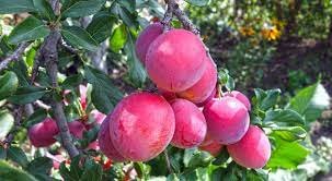 10 PCS Seeds Delicious Round Plums Fruit Tree Seeds Good Quality Mysterious Gift