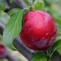 10 PCS Seeds Delicious Round Plums Fruit Tree Seeds Good Quality Mysterious Gift