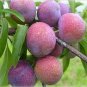10 PCS Seeds Delicious Round Plums Fruit Tree Seeds Good Quality Mysterious Gift