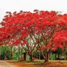 20 PCS Seeds Delonix Regia Red Flame Tree