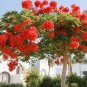 20 PCS Seeds Delonix Regia Red Flame Tree