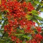 20 PCS Seeds Delonix Regia Red Flame Tree