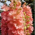 100 PCS Seeds Delphinium Bonsai Flower Forking Larkspur Salmon King 100 PCS Seeds Delphinium Bonsai Flower Forking Larkspur Salmon King