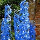 100 PCS Seeds Delphinium Bonsai Flower Forking Larkspur Salmon King Garden