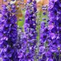 100 PCS Seeds Delphinium Bonsai Flower Forking Larkspur Salmon King Garden