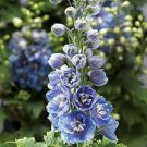 120 PCS Seeds Delphinium Seeds Light Bright Blue Colors 120 PCS Seeds Delphinium Seeds Light Bright Blue Colors