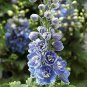 120 PCS Seeds Delphinium Seeds Light Bright Blue Colors