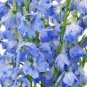 120 PCS Seeds Delphinium Seeds Light Bright Blue Colors