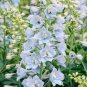 120 PCS Seeds Delphinium Seeds Light Bright Blue Colors