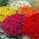 250 PCS Seeds Dendranthema Grandiflorum Groud-cover Chrysanthemum Perennial Flower 250 PCS Seeds Dendranthema Grandiflorum Groud-cover Chrysanthemum Perennial Flower