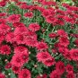 250 PCS Seeds Dendranthema Grandiflorum Groud-cover Chrysanthemum Perennial Flower