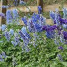 120 PCS Seeds Delphinium Seeds Light Bright Blue Colors 120 PCS Seeds Delphinium Seeds Light Bright Blue Colors