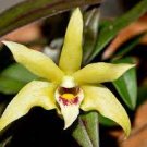 1 PCS Seeds Dendrobium officinale Seeds (Flower Powder) 1 PCS Seeds Dendrobium officinale Seeds (Flower Powder)