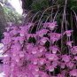 100 PCS Seeds Dendrobium Orchid Flower Bonsai