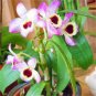 100 PCS Seeds Dendrobium Orchid Flower Bonsai