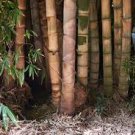 30 PCS Seeds Dendrocalamus latiflorus Tawian Giant Bamboo
