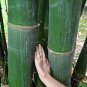 30 PCS Seeds Dendrocalamus latiflorus Tawian Giant Bamboo