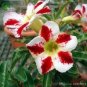 1 PCS Seeds Desert Rose