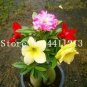 1 PCS Seeds Desert Rose