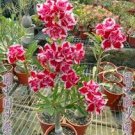 2 PCS Seeds Desert Rose Adenium