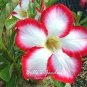 2 PCS Seeds Desert Rose Adenium