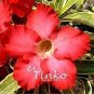 2 PCS Seeds Desert Rose Adenium