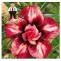 2 PCS Seeds Desert Rose Adenium