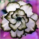 2 PCS Seeds Desert Rose Adenium Seeds Black White Single Petal Flowers 2 PCS Seeds Desert Rose Adenium Seeds Black White Single Petal Flowers
