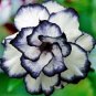 2 PCS Seeds Desert Rose Adenium Seeds Black White Single Petal Flowers