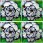 2 PCS Seeds Desert Rose Adenium Seeds Black White Single Petal Flowers