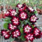 2 PCS Seeds Desert Rose Adenium